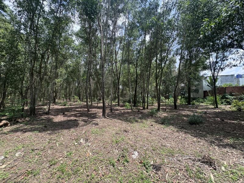 Đất 1.815m² Tân Triều Gần Đường 768 Chỉ 3.2 Tỷ Ngang 40m Tiềm Năng Đầu Tư Rất Lớn