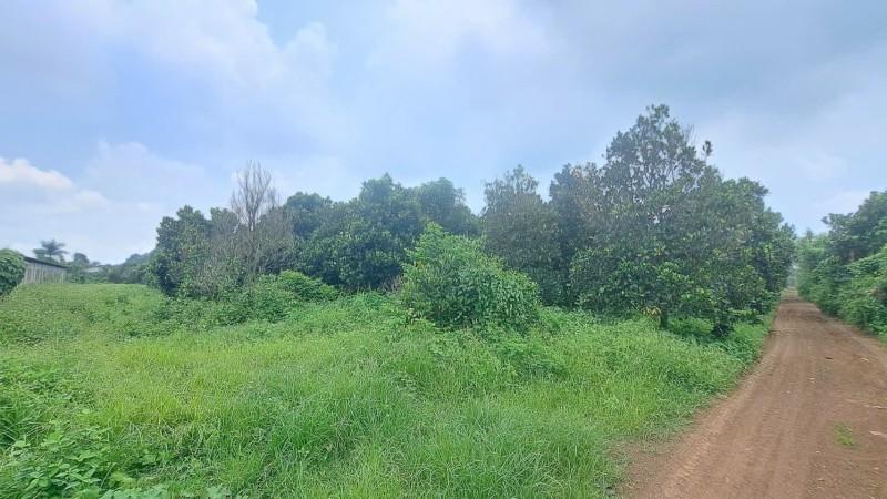 Bán Trang Trại 3,44ha Có 300m² Thổ Cư Xã Bàu Cạn, Long Thành Giá Chỉ 34,5 Tỷ